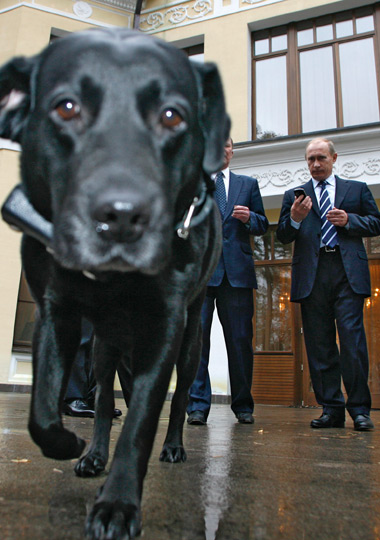 Aeroplans - Koni le labrador de Mr Poutine